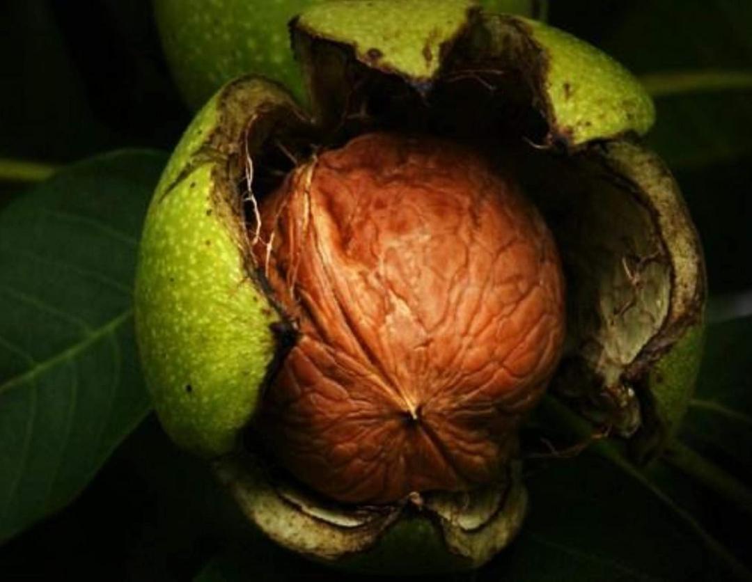 Akhrot / Walnuts (dry fruit) 500gm